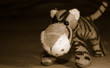 piccola tigre