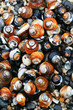 seashells on the beach seashells on the beach