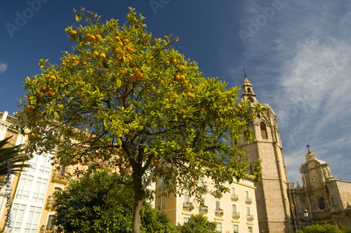 orange tree with church