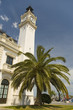 clock tower and palm