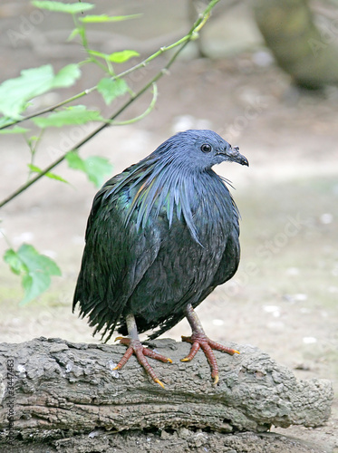 Foto: pigeon de nicobar 1 pigeon de nicobar 1