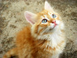 kitty
