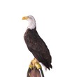 rapace