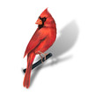 cardinal rouge