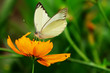 mariposa