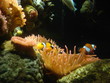 pesce pagliaccio