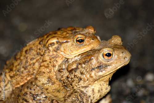deux grenuille deux grenuille