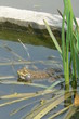 grenouille