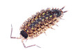crawling bug crawling bug