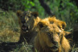 lion's look