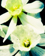 white daffodils
