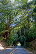 tree tunnel