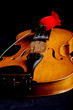 rose melody
