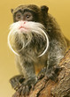tamarin empereur 1