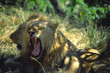 lion roar
