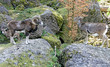 mouflon 2