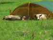 a la campagne