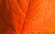 red maple leaf