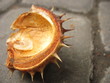 chestnut