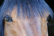 cavallo