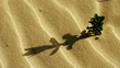 shadow on rippled sand shadow on rippled sand
