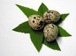 the quail eggs the quail eggs