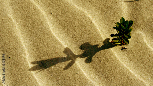shadow on rippled sand