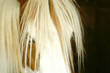 cavallo