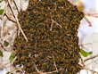 bee swarm bee swarm