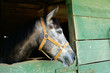 cavallo