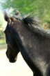cavallo