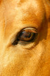 cavallo