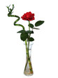 la rose et le bambou