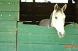 cavallo