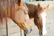 cavallo