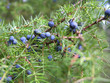 wacholderzweig mit beeren wacholderzweig mit beeren