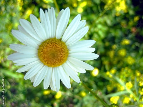 white daisy white daisy