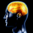 the brain