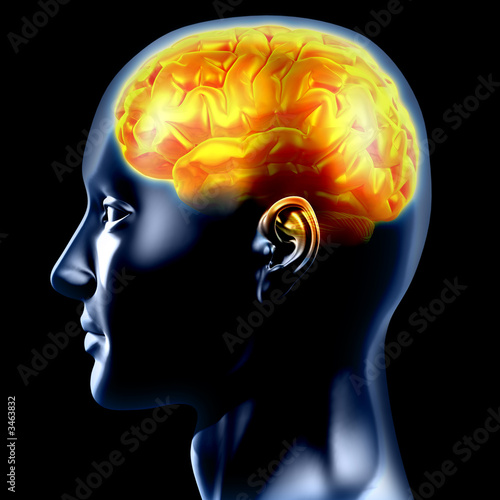 the brain