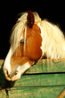 cavallo