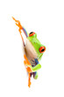 frog on white