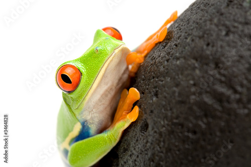 frog on a rock