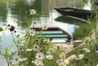 fleurs du marais poitevin fleurs du marais poitevin