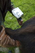 echographie d'un ânesse echographie d'un ânesse