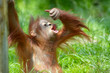 cute baby orangutan cute baby orangutan