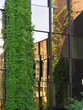 kletterpflanze an glassfront