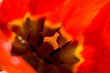 the center of a flower of a tulip close up