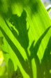 shadow on a leaf