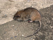 rat