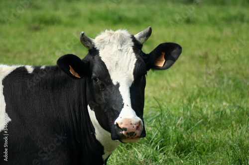 vaches vaches